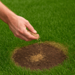 reseed lawn
